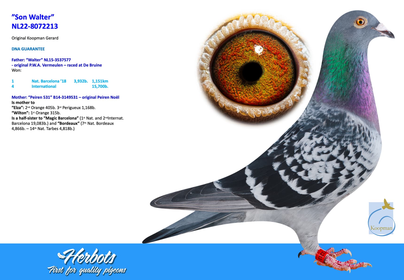 pigeon: ”Son Walter”