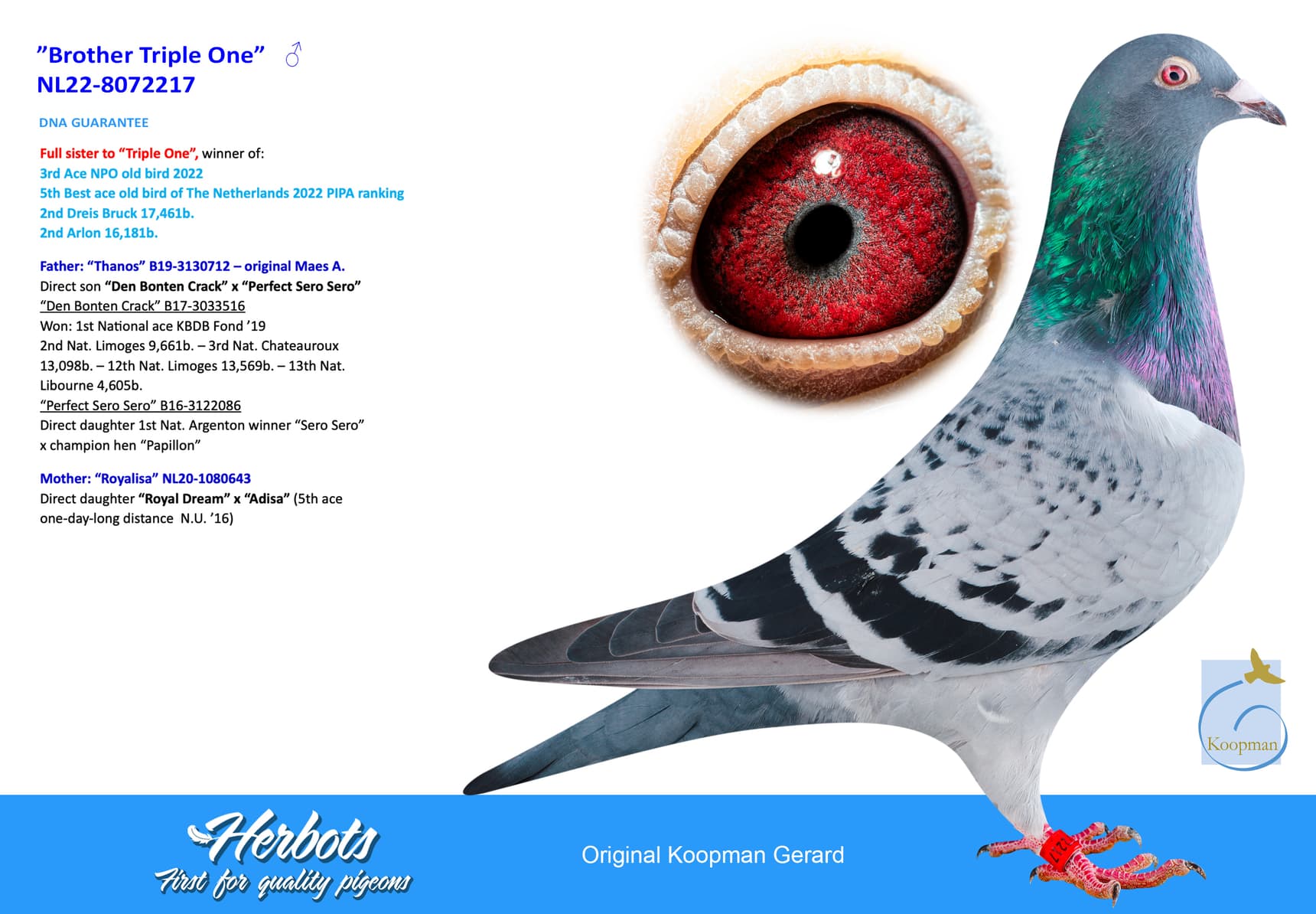 pigeon: undefined