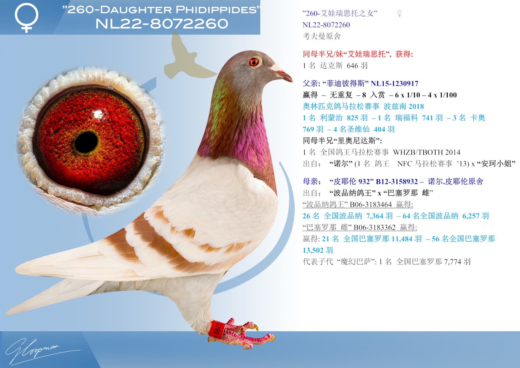 pigeon: ”260-艾娃瑞思托之女”