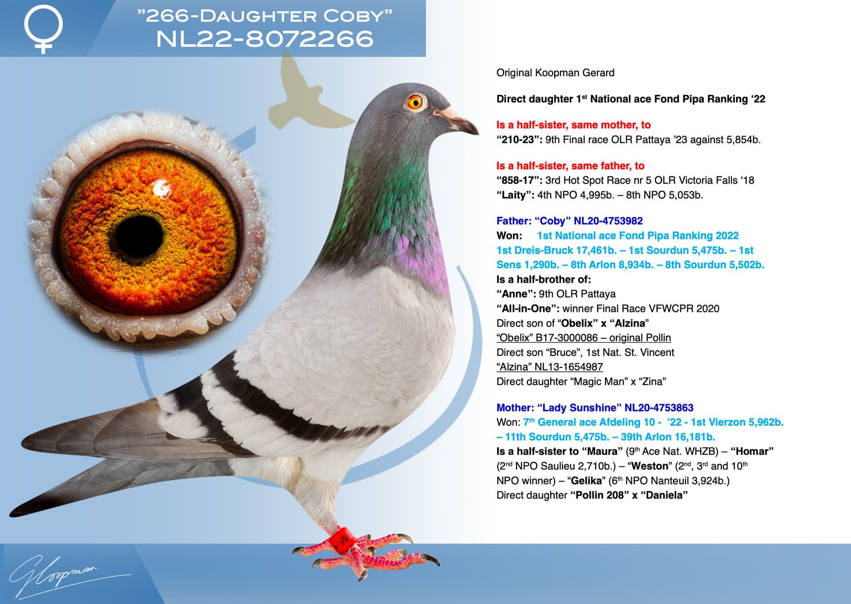 pigeon: undefined