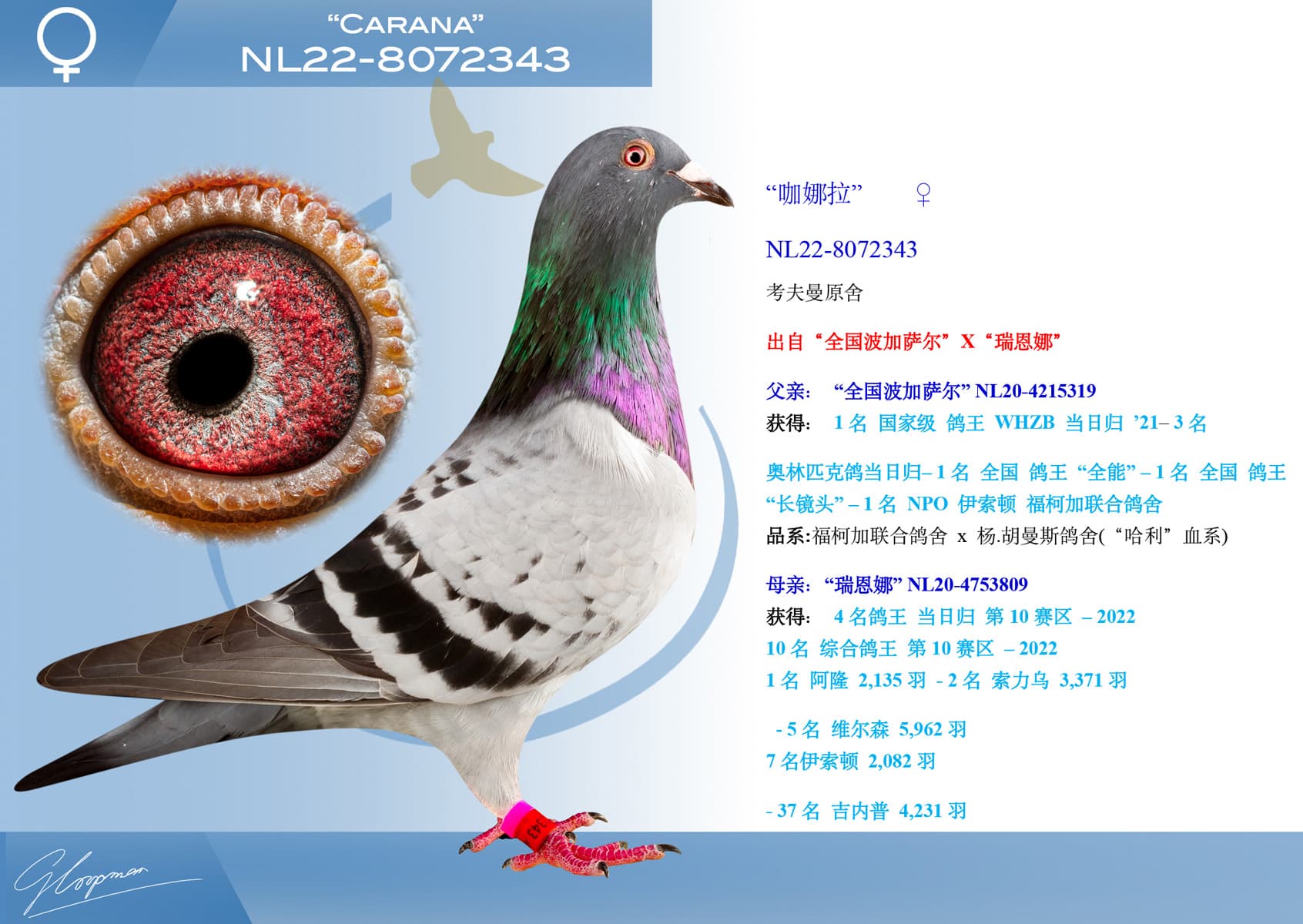 pigeon: undefined