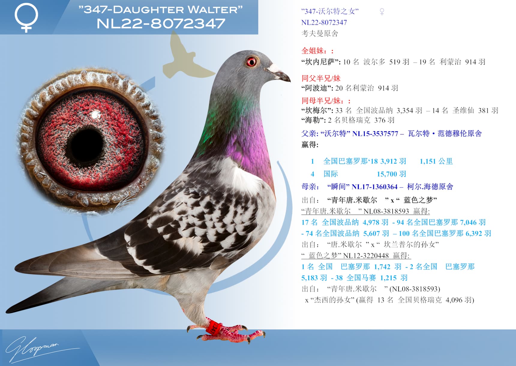 pigeon: undefined