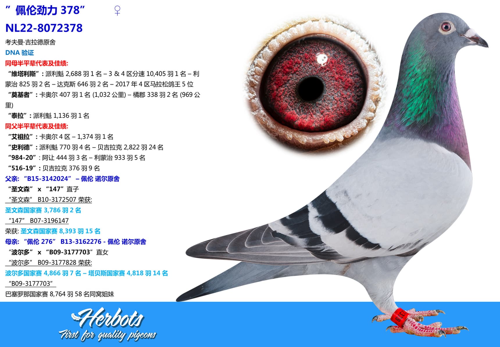 pigeon: ”佩伦劲力378”