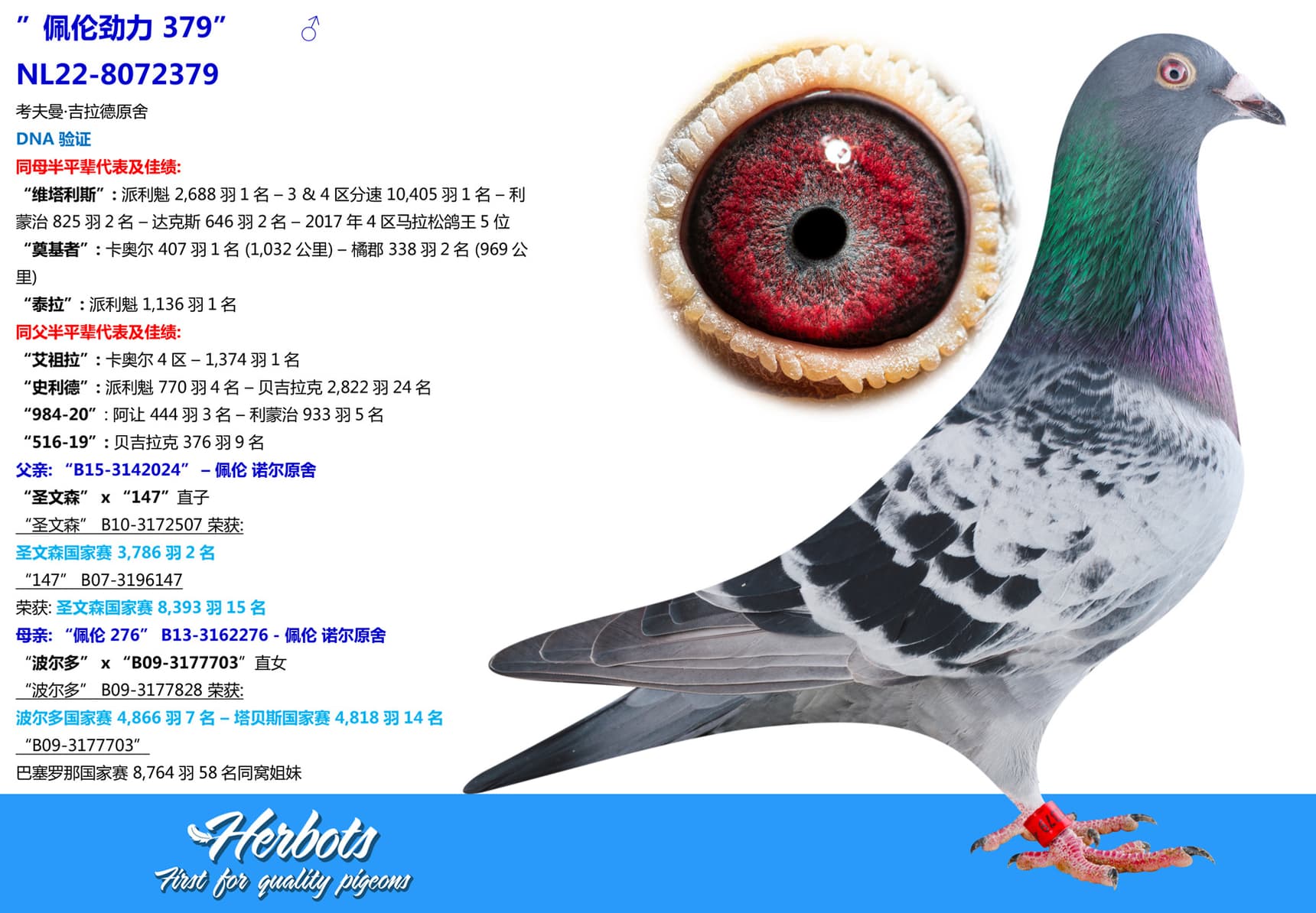 pigeon: undefined