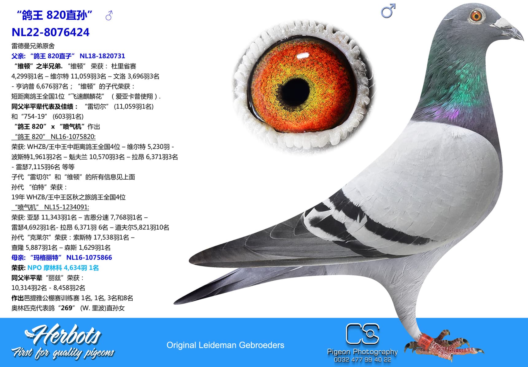 pigeon: undefined