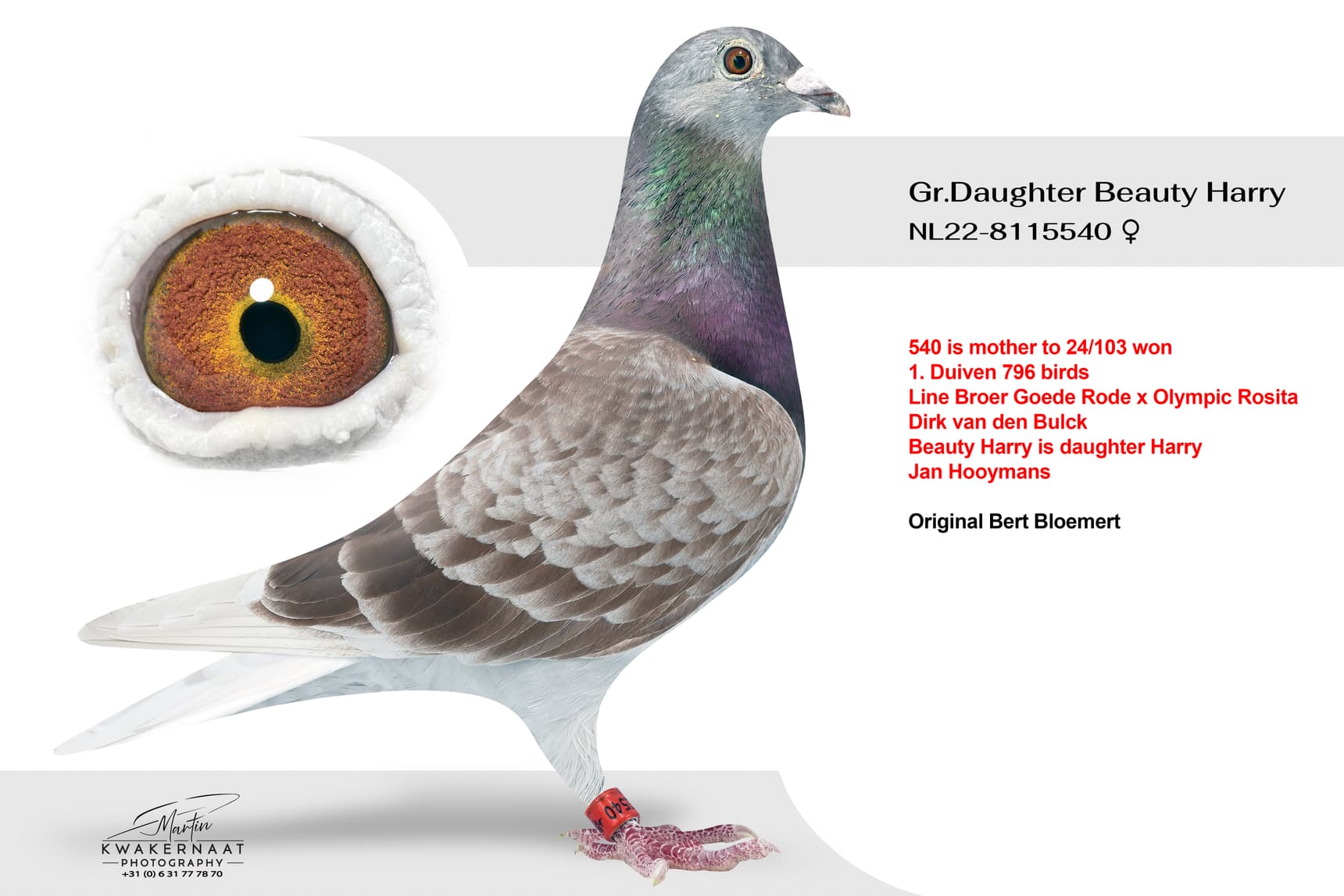 ‘Gr.Daughter Beauty Harry’