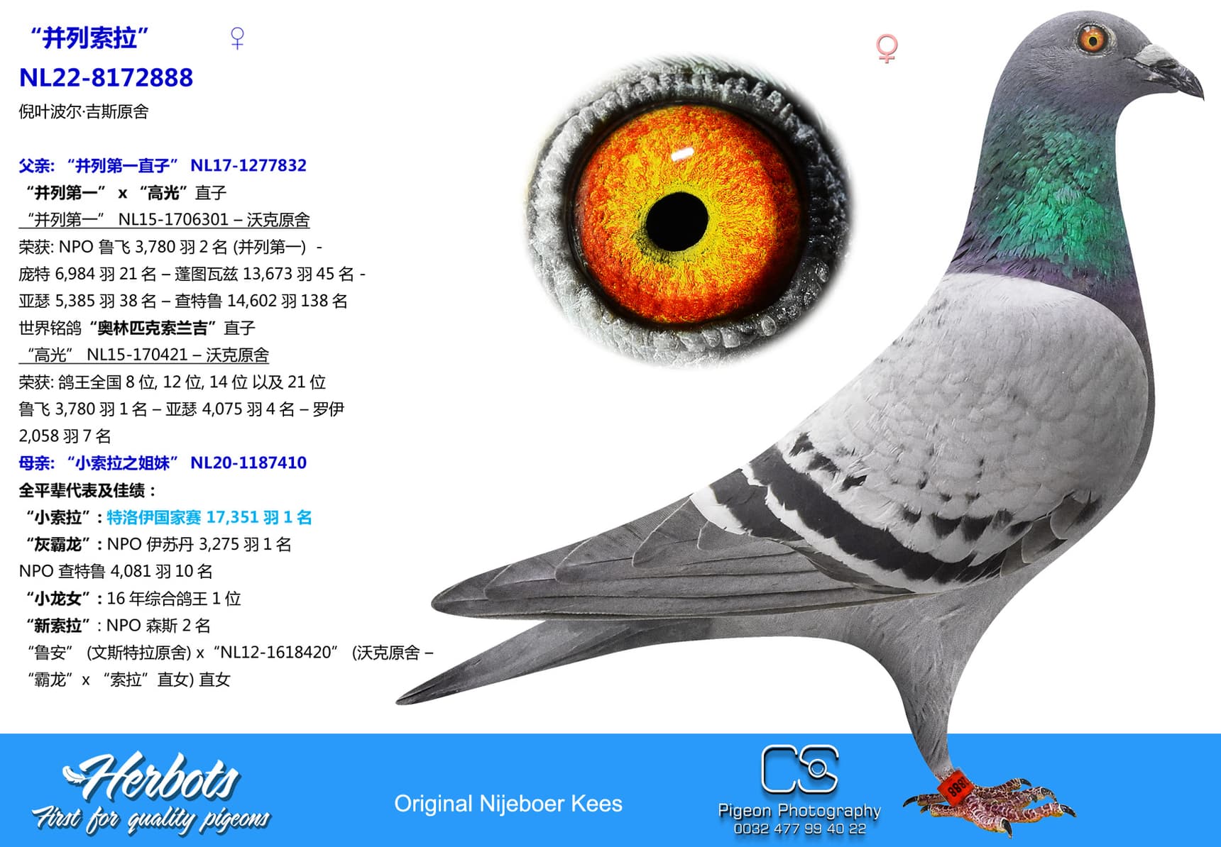 pigeon: “并列索拉”