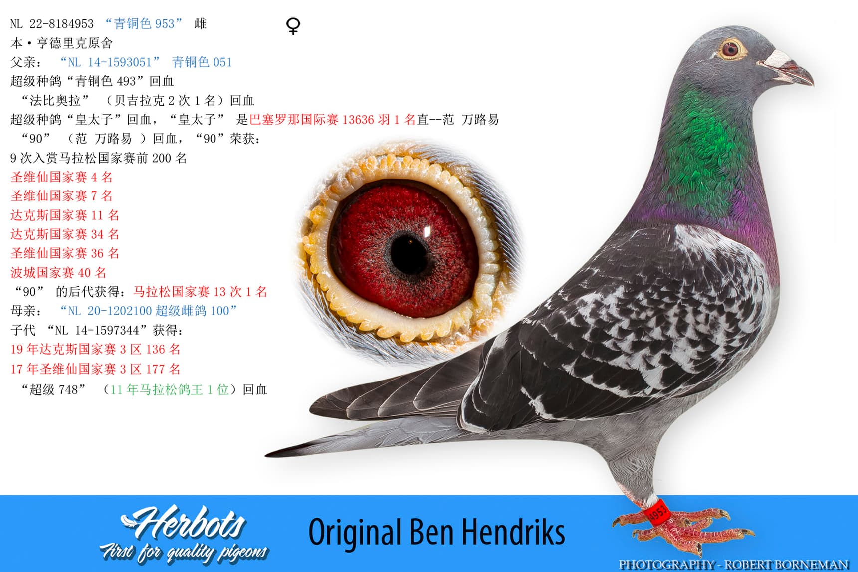 pigeon: undefined