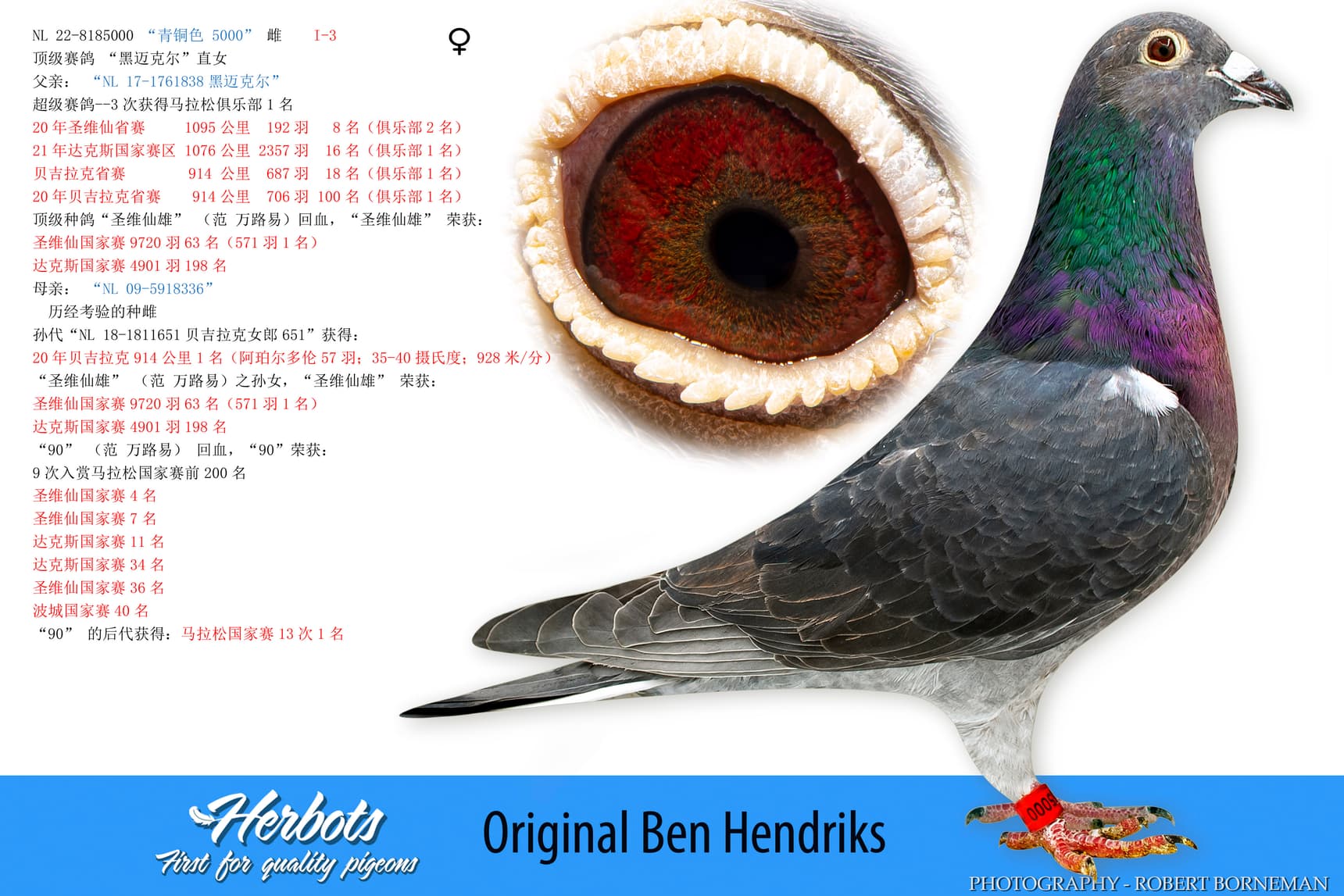 pigeon: undefined