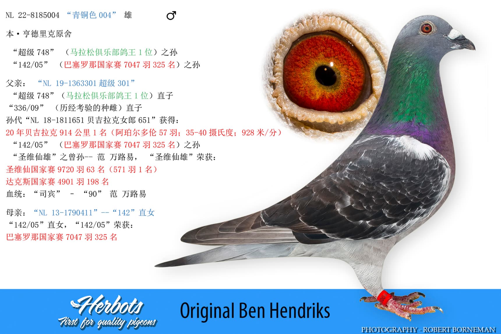 pigeon: undefined