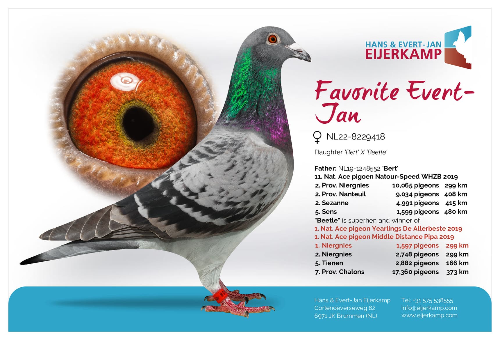 pigeon: undefined