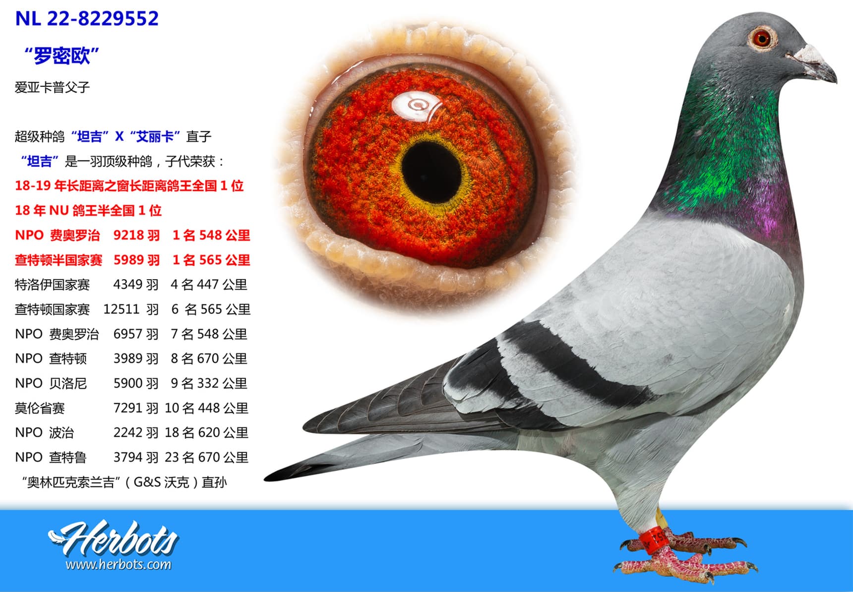 pigeon: “罗密欧”