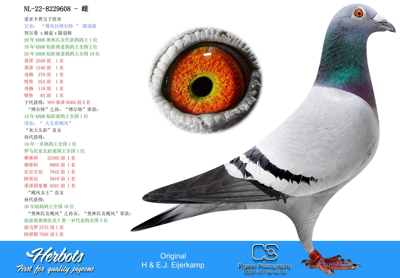 pigeon: Daughter Boela Bolt