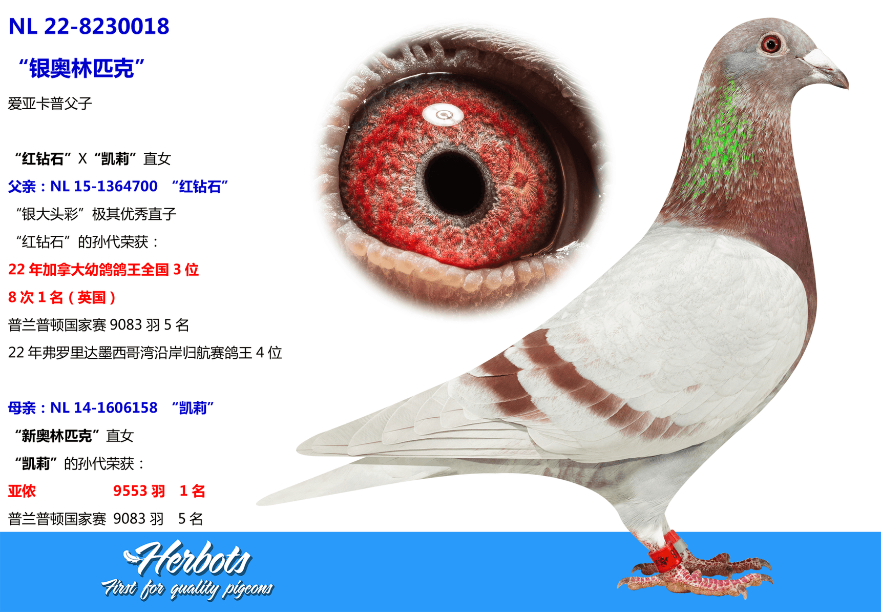 pigeon: “银奥林匹克”