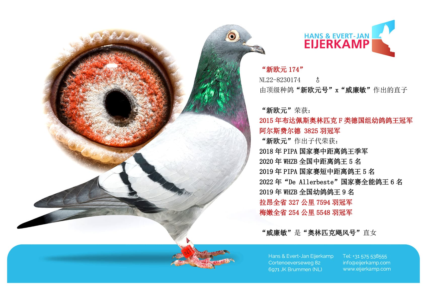 pigeon: “新欧元174”
