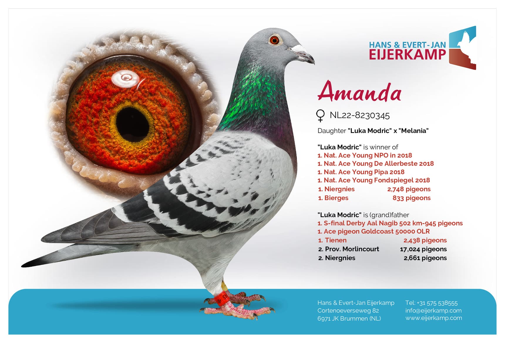 pigeon: "Amanda"