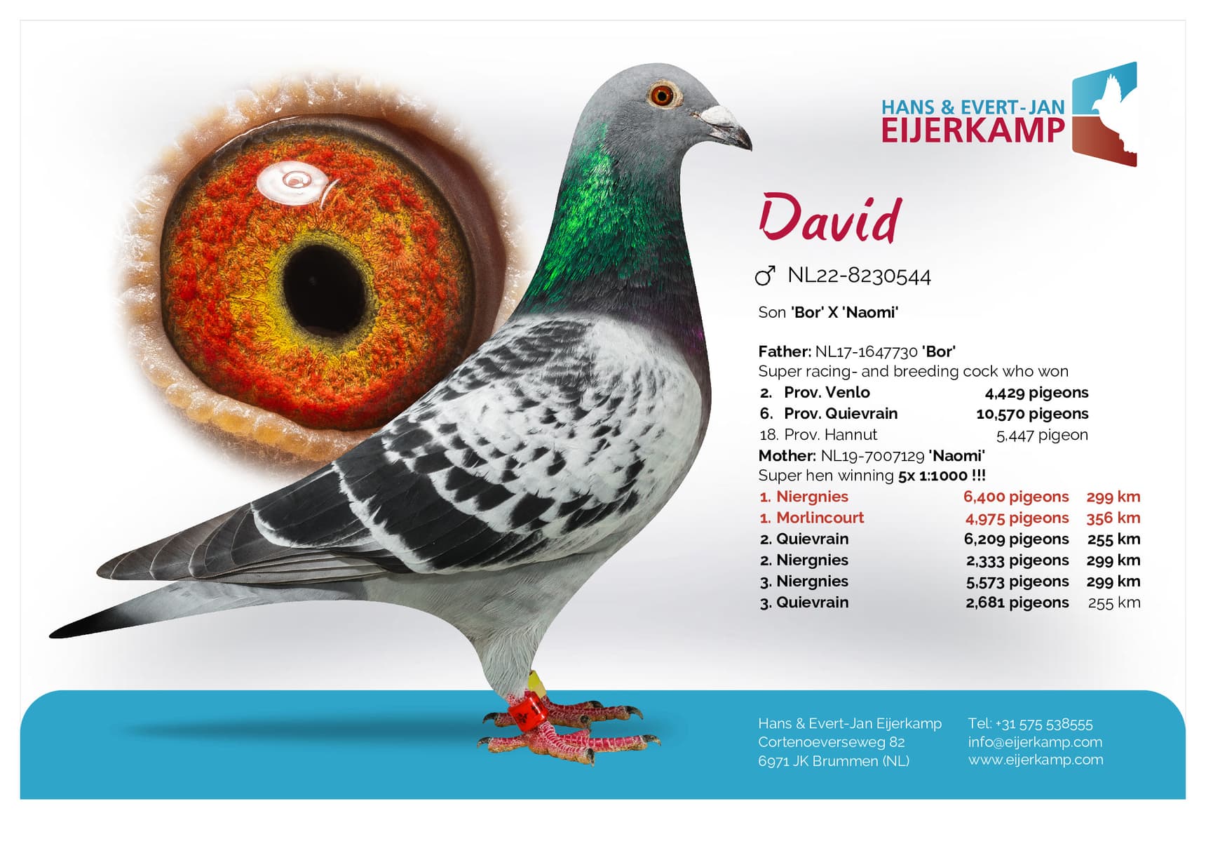 pigeon: undefined