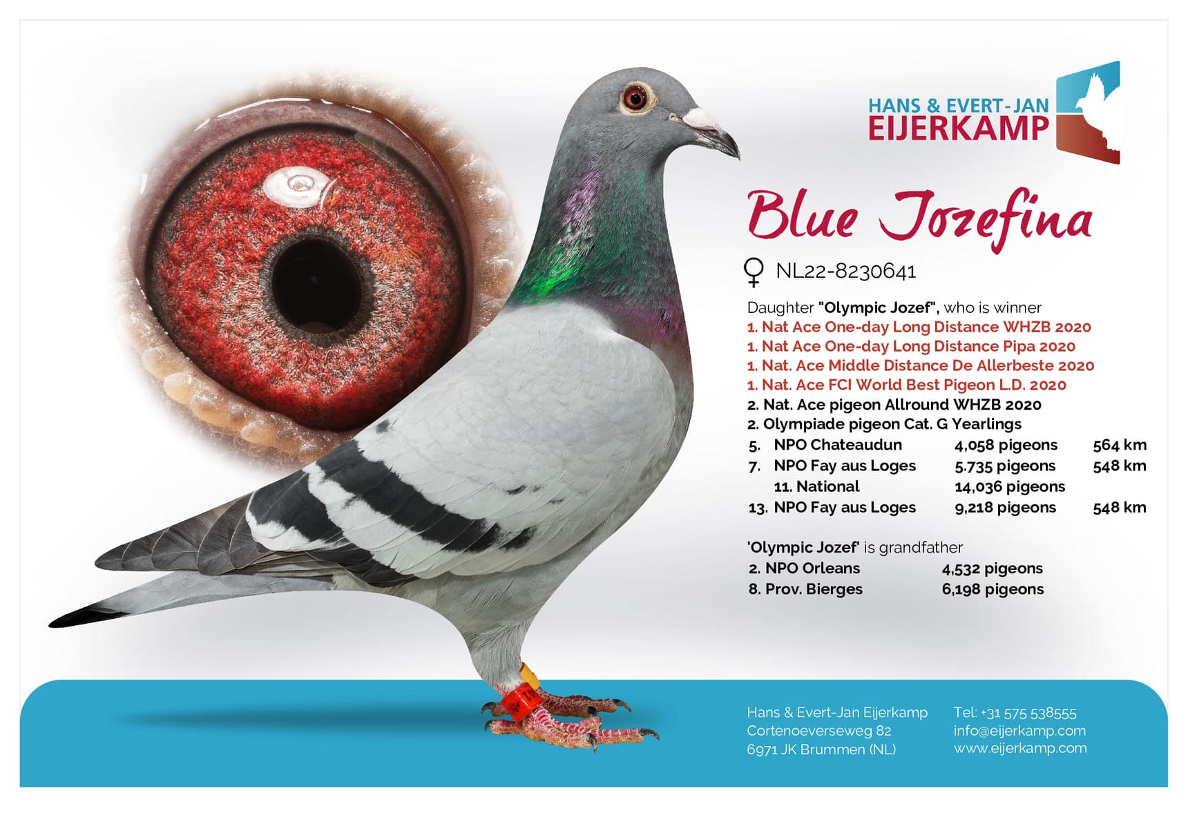pigeon: "Blue Jozefina"