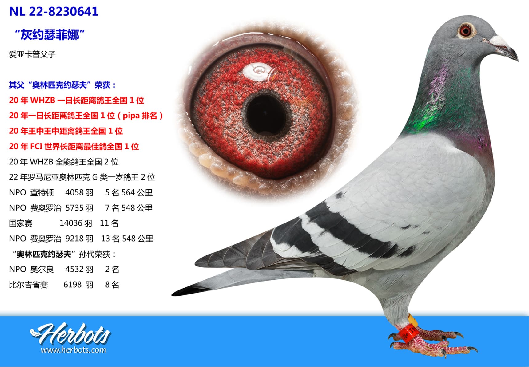 pigeon: undefined