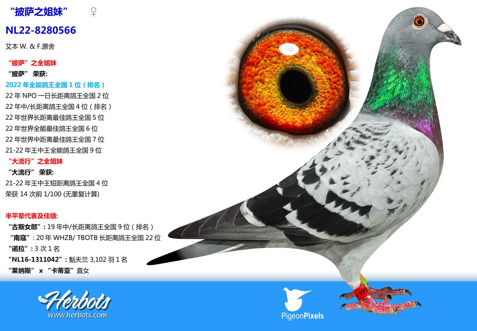 pigeon: undefined