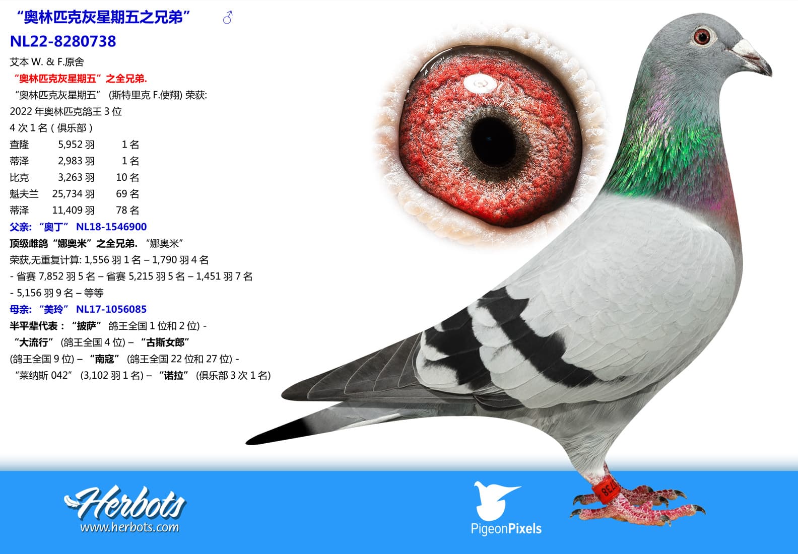 pigeon: undefined