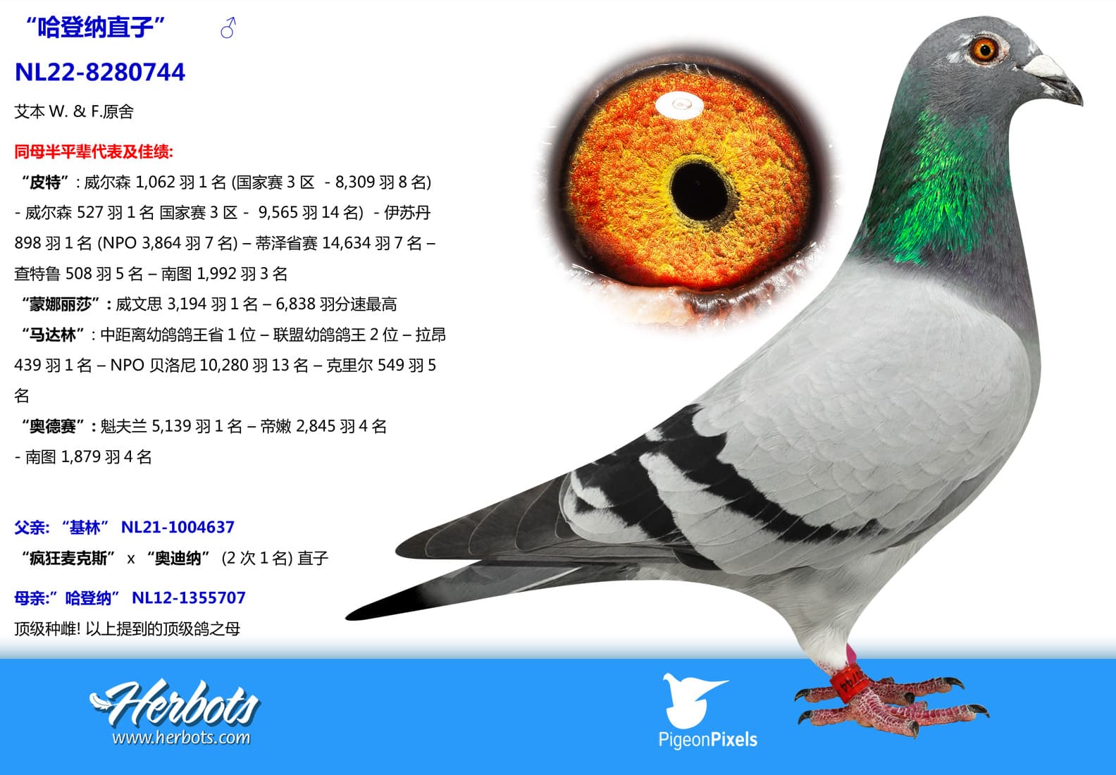 pigeon: “哈登纳直子”