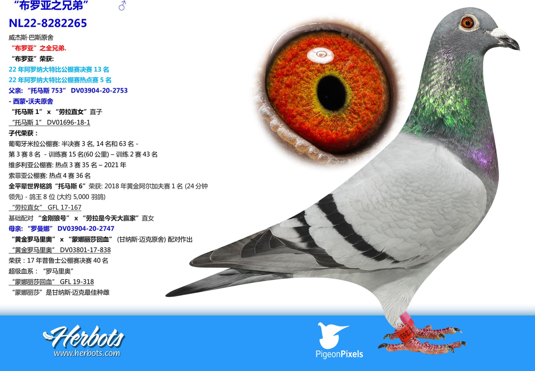 pigeon: “布罗亚之兄弟”