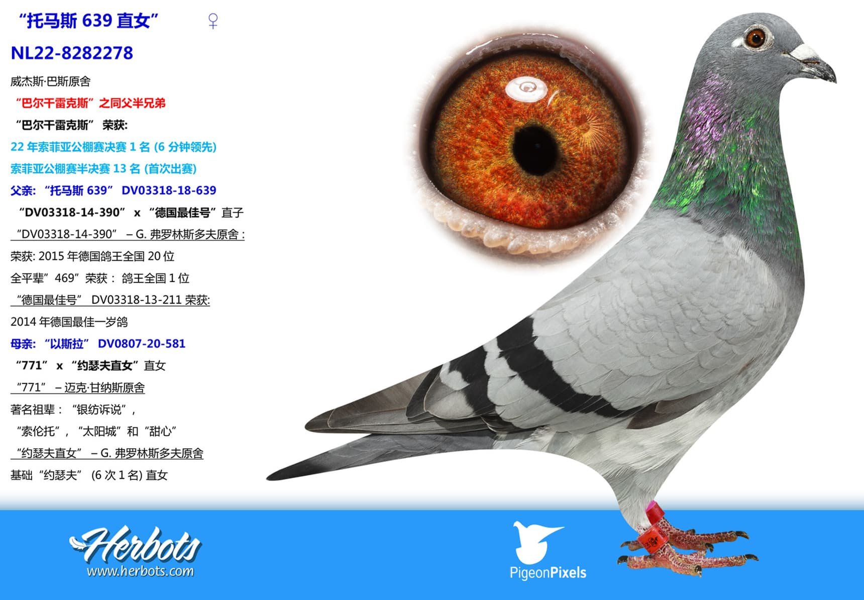 pigeon: “托马斯 639直女”