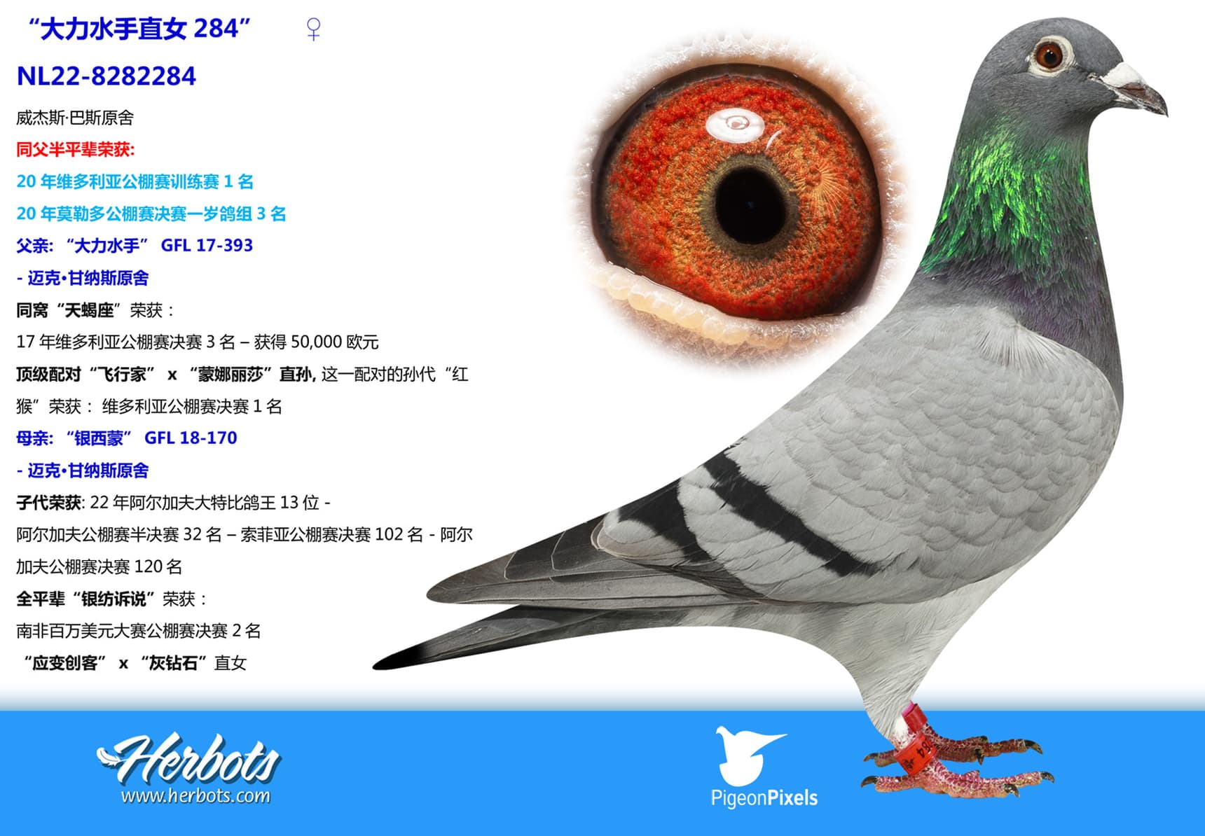 pigeon: “大力水手直女284”