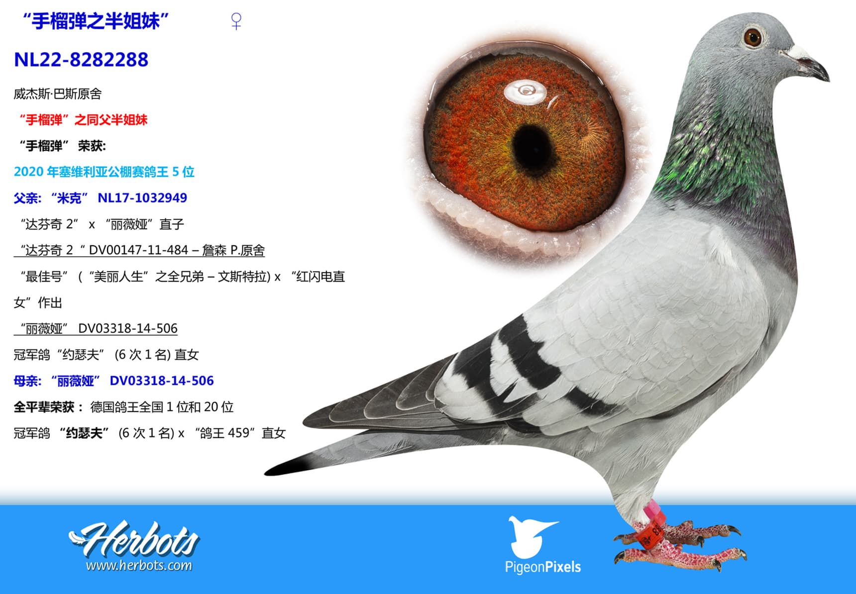 pigeon: “手榴弹之半姐妹”