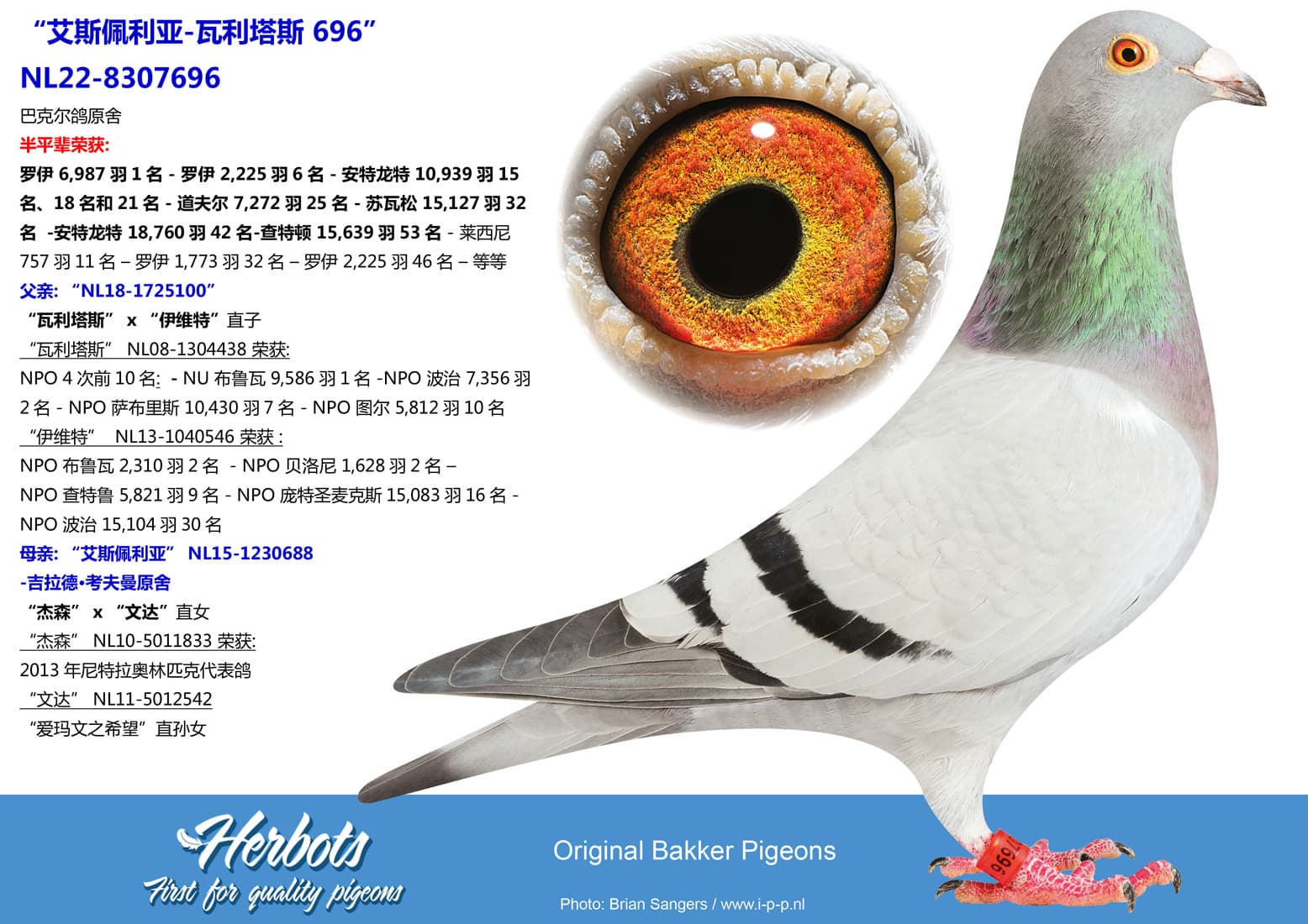 pigeon: “艾斯佩利亚-瓦利塔斯 696”