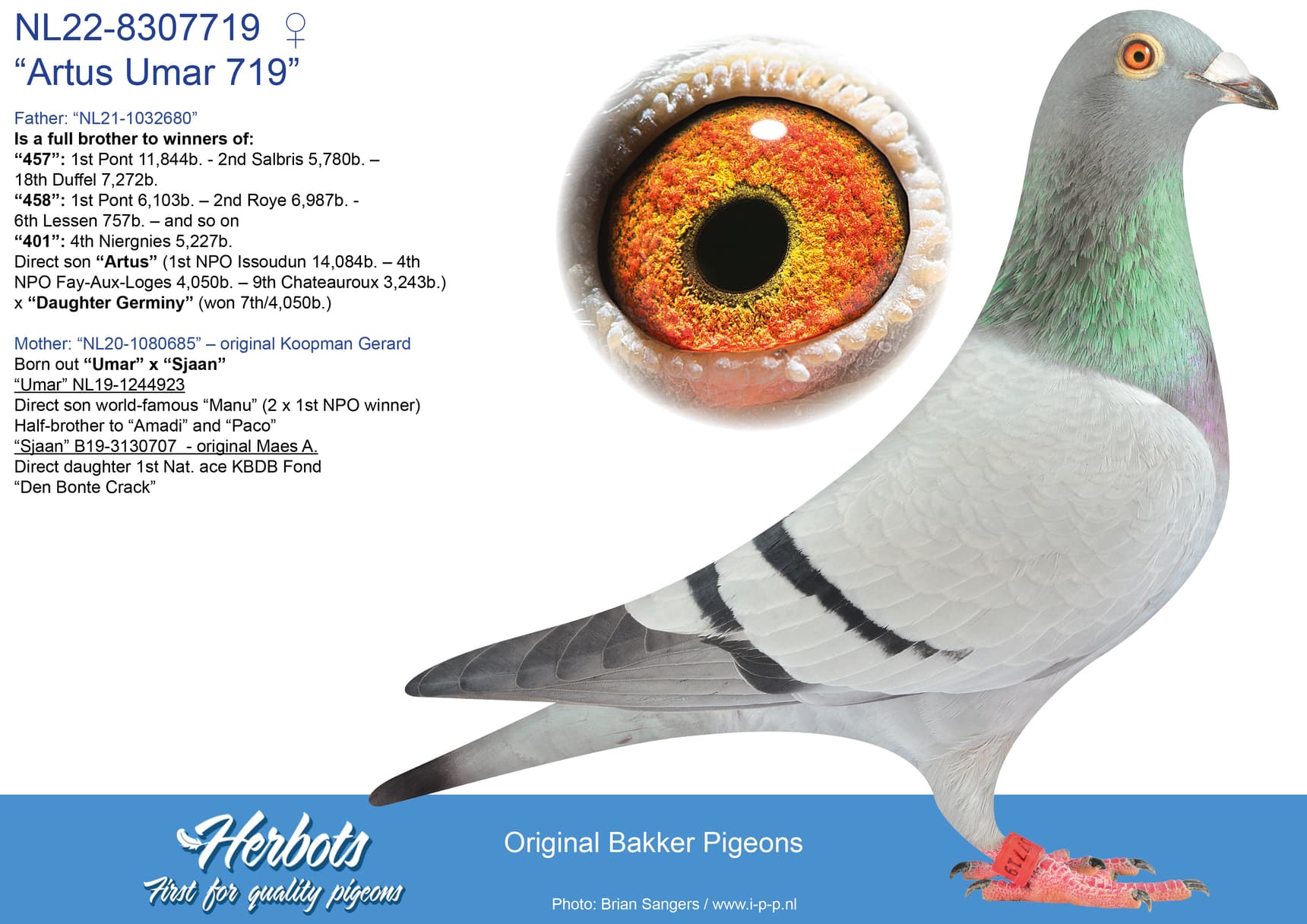 pigeon: “Artus Umar 719”