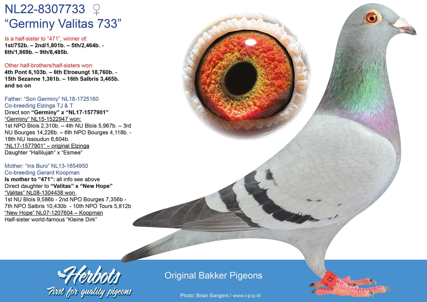 pigeon: undefined