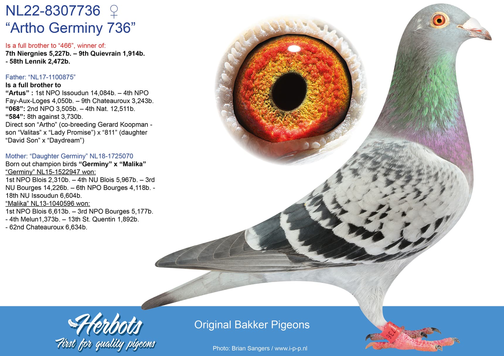pigeon: “Artho Germiny 736”