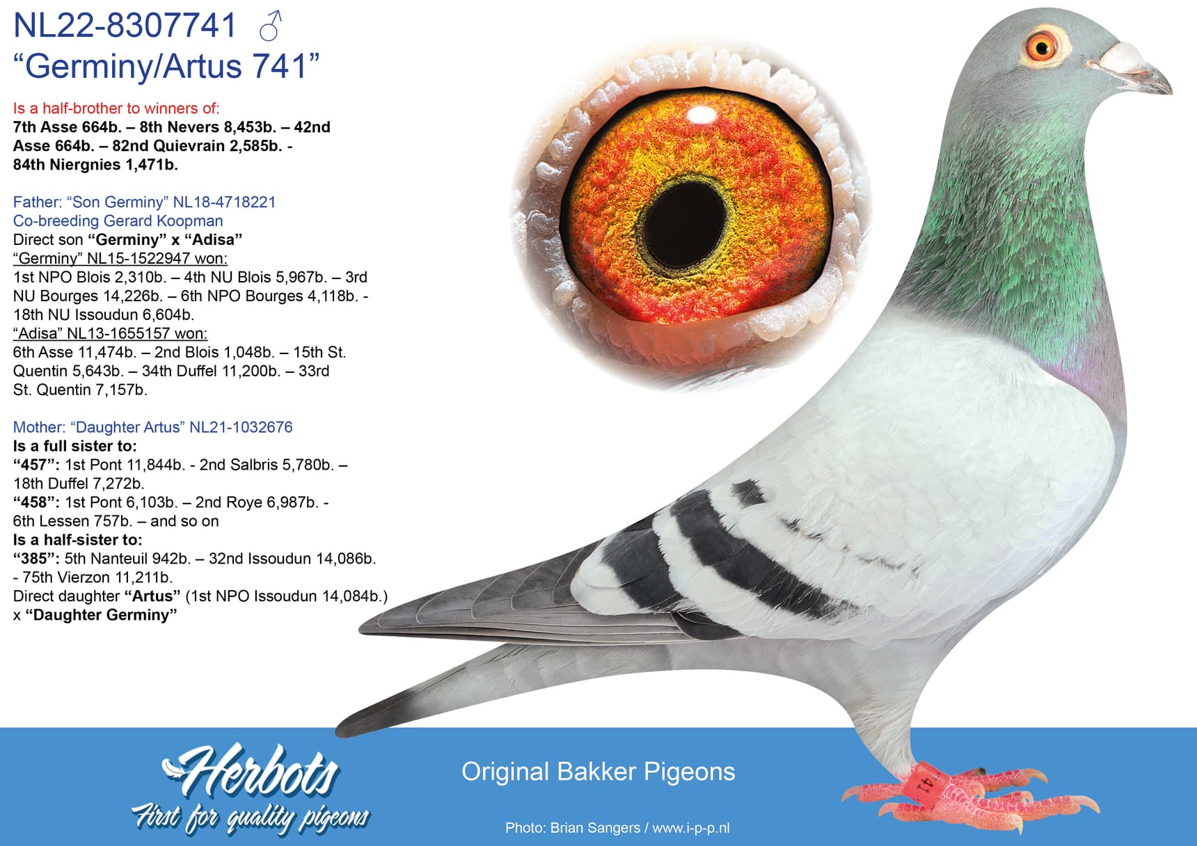 pigeon: undefined