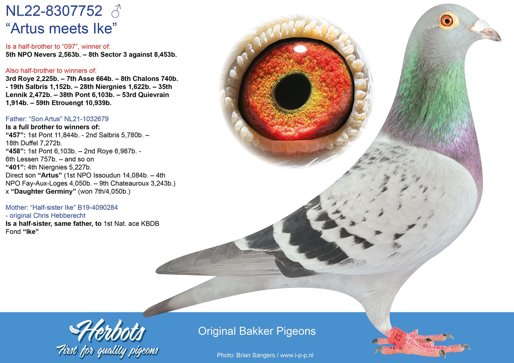 pigeon: undefined