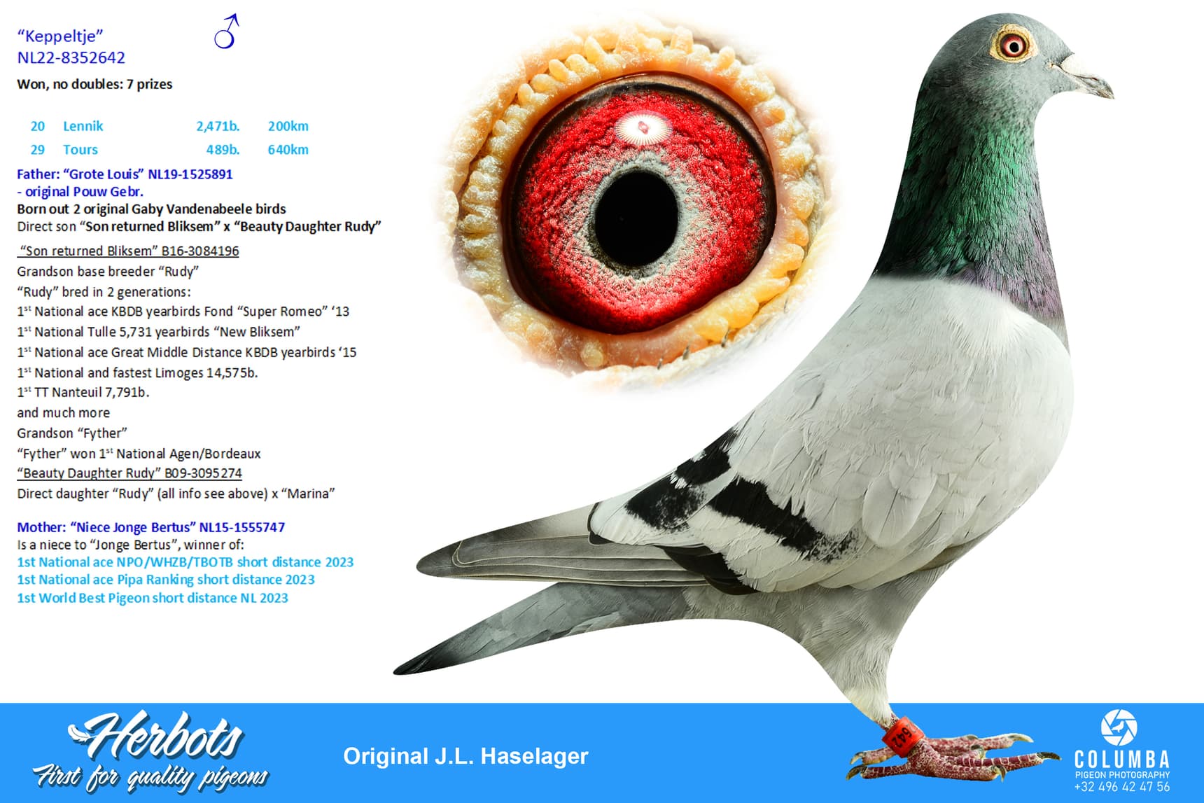 pigeon: undefined