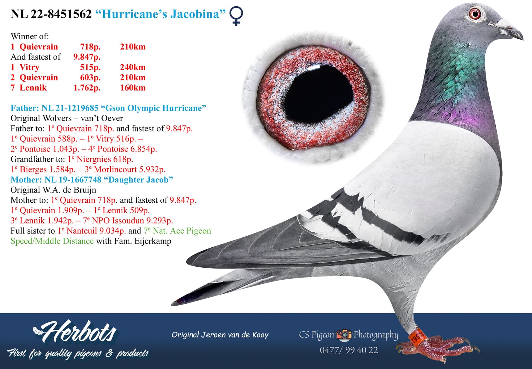 pigeon: undefined