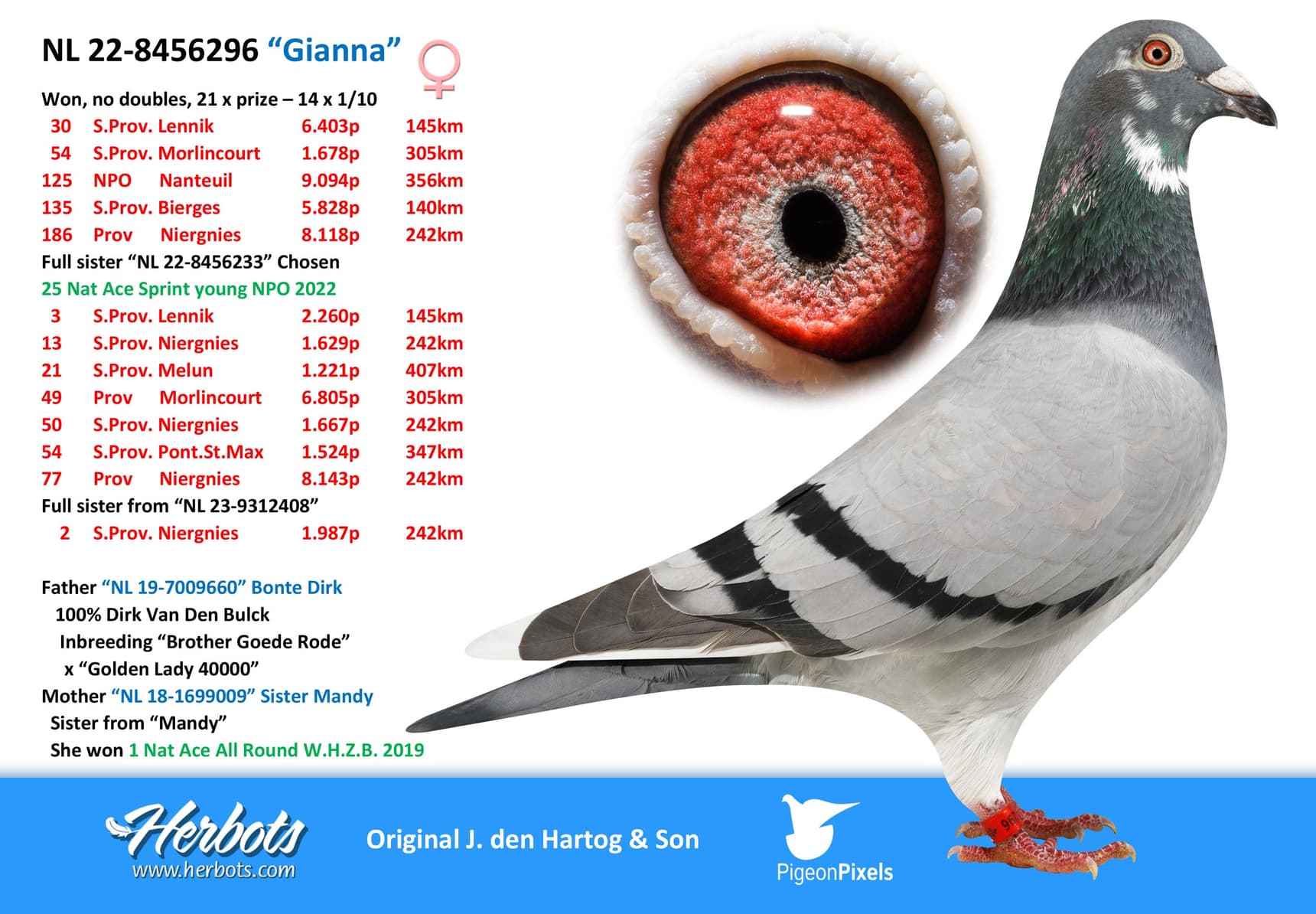 pigeon: “Gianna”