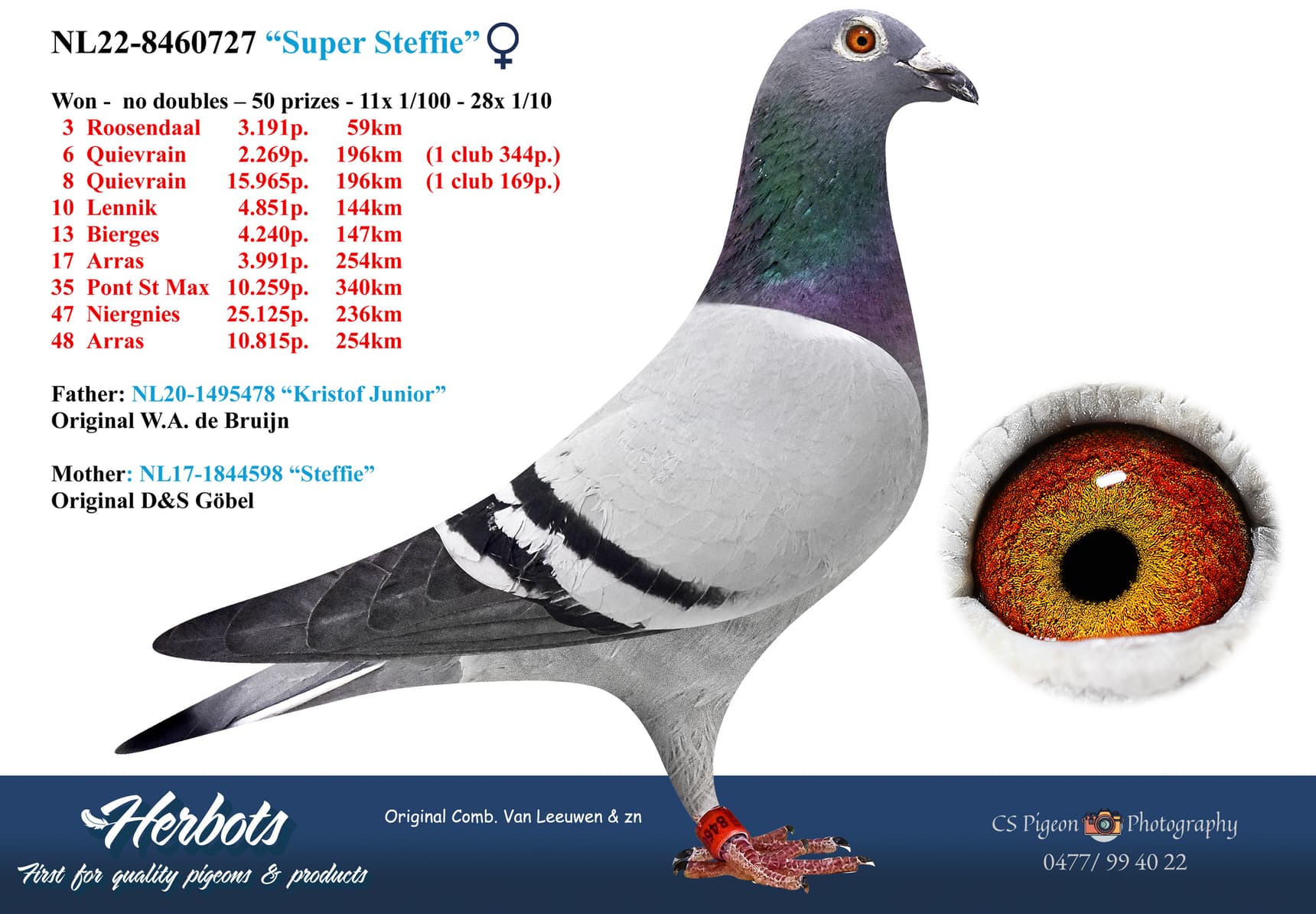 pigeon: "Super Steffie"