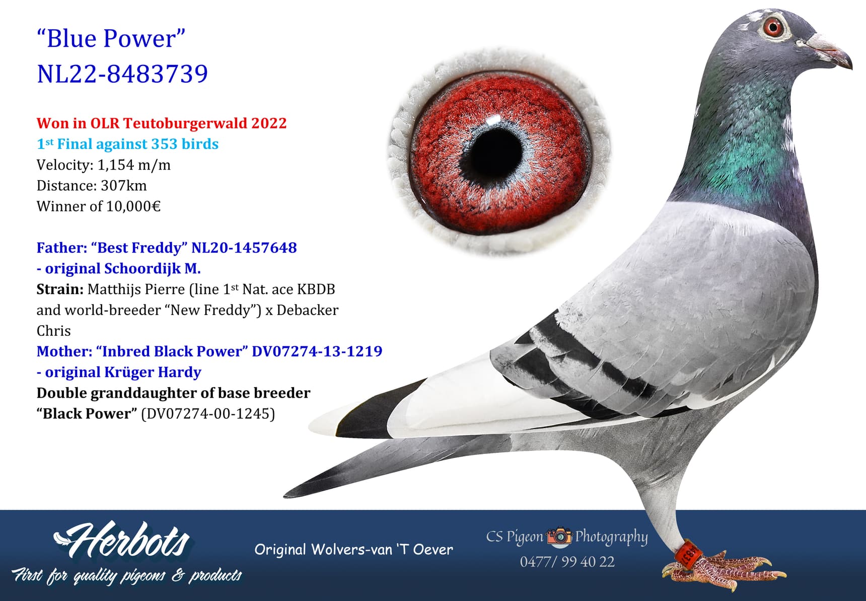 pigeon: undefined