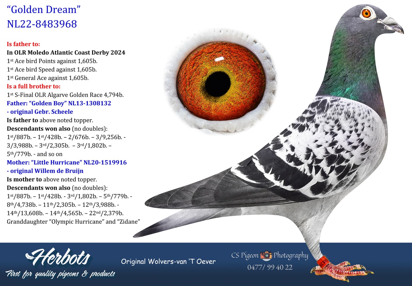 pigeon: undefined