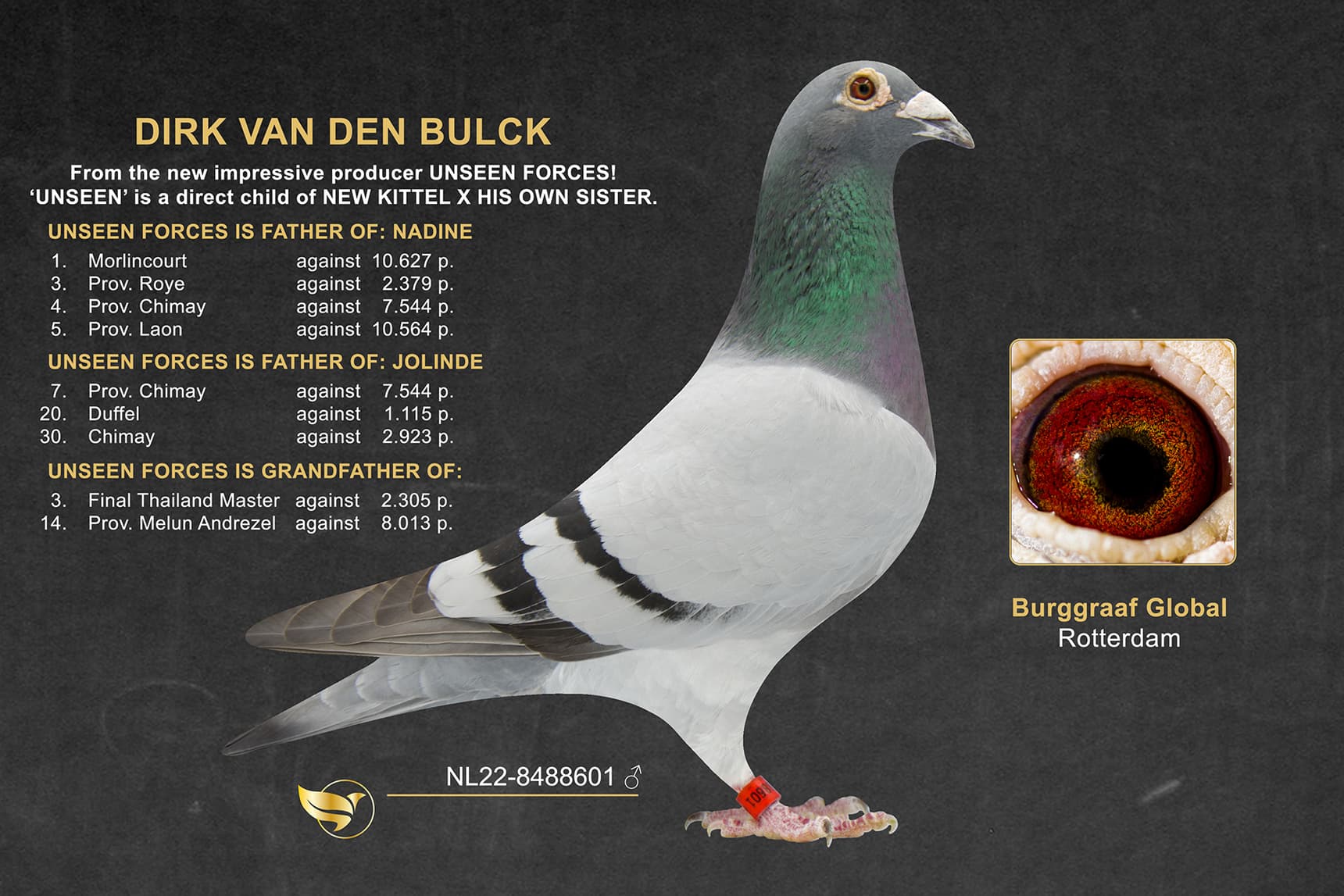 SUPER INBRED GOEDE RODE X OLYMPIC ROSITA - NL-22-8488601