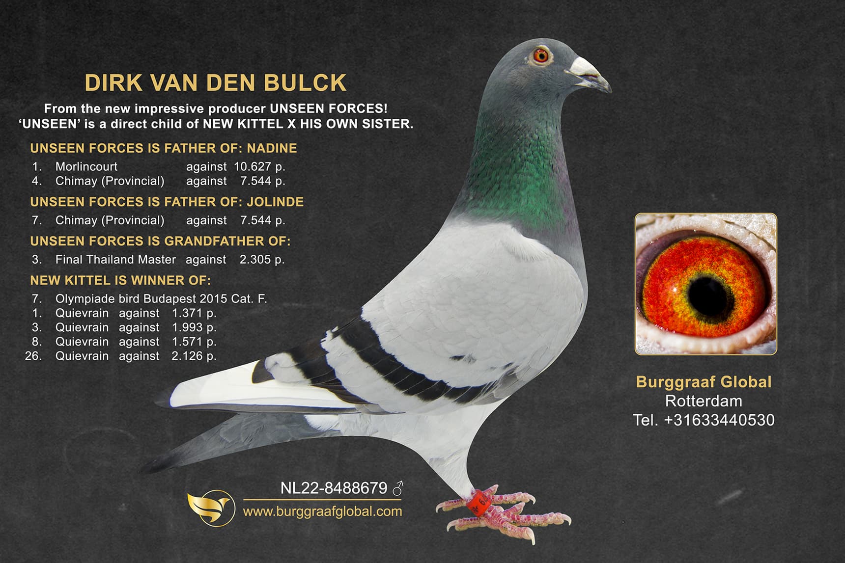 SUPER INBRED GOEDE RODE X OLYMPIC ROSITA - NL-22-8488679