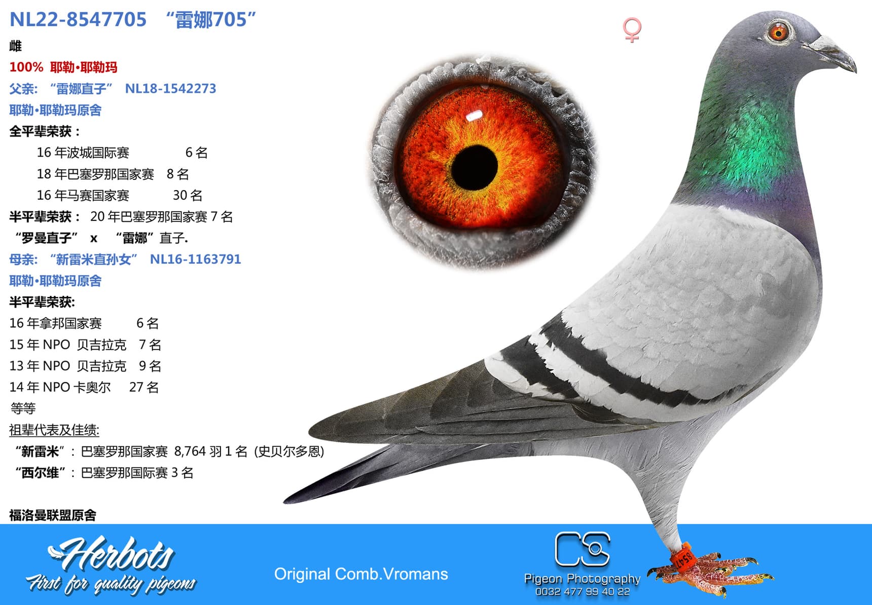 pigeon: undefined