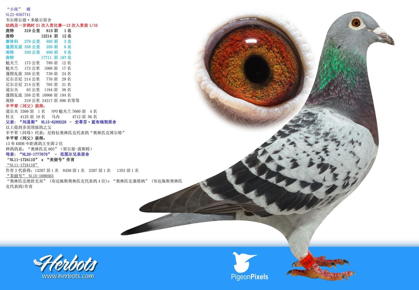 pigeon: undefined