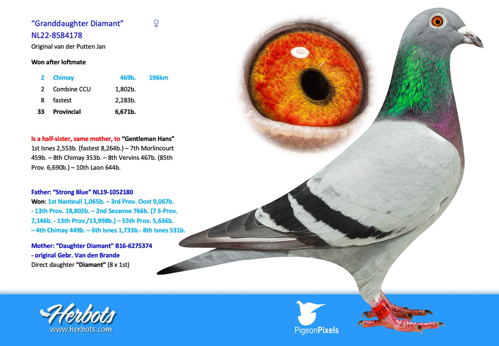 pigeon: undefined