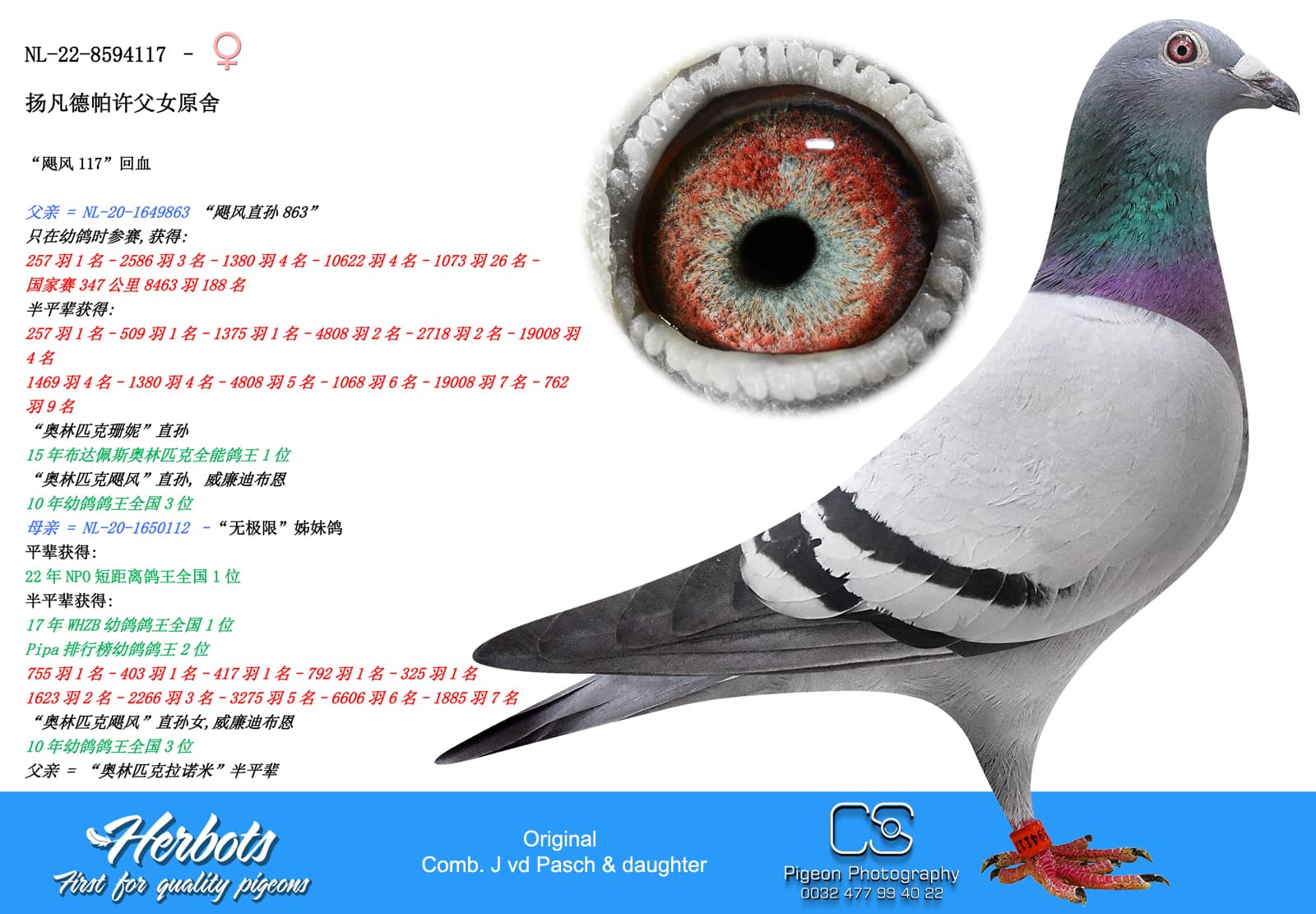 pigeon: undefined
