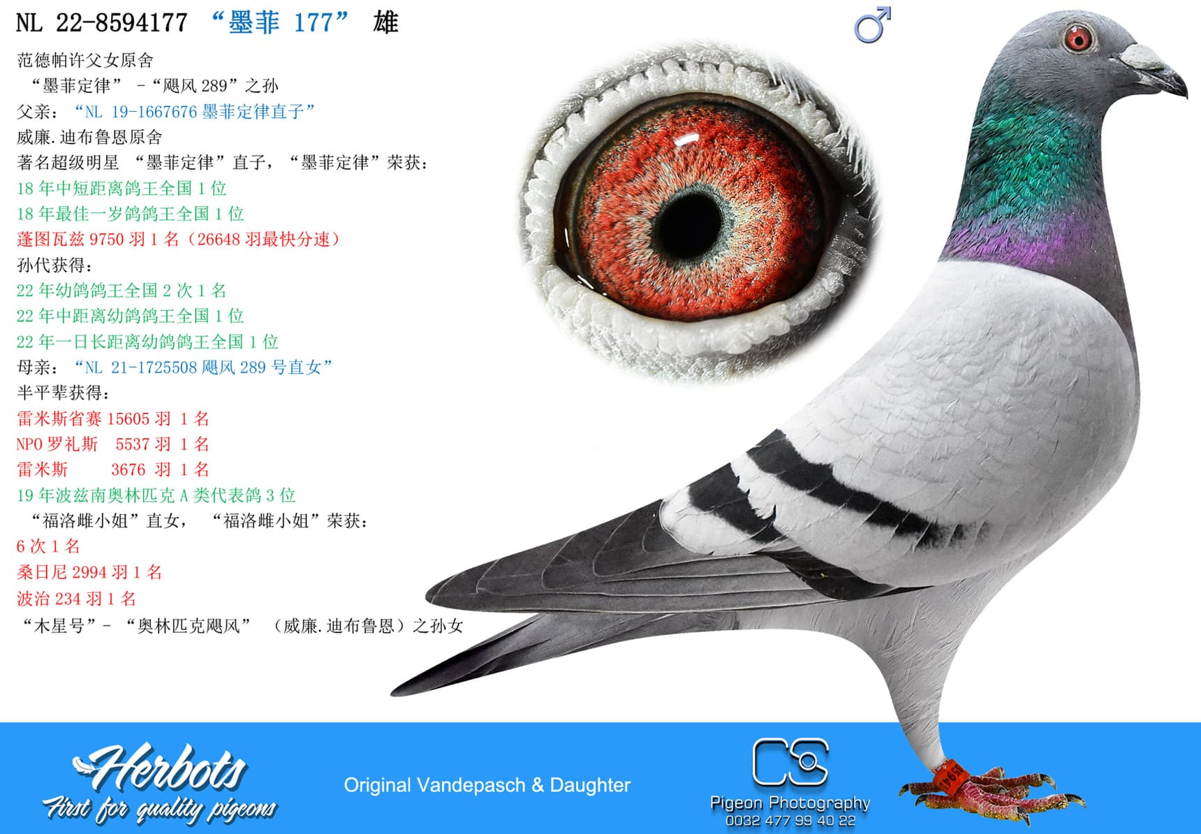 pigeon: undefined