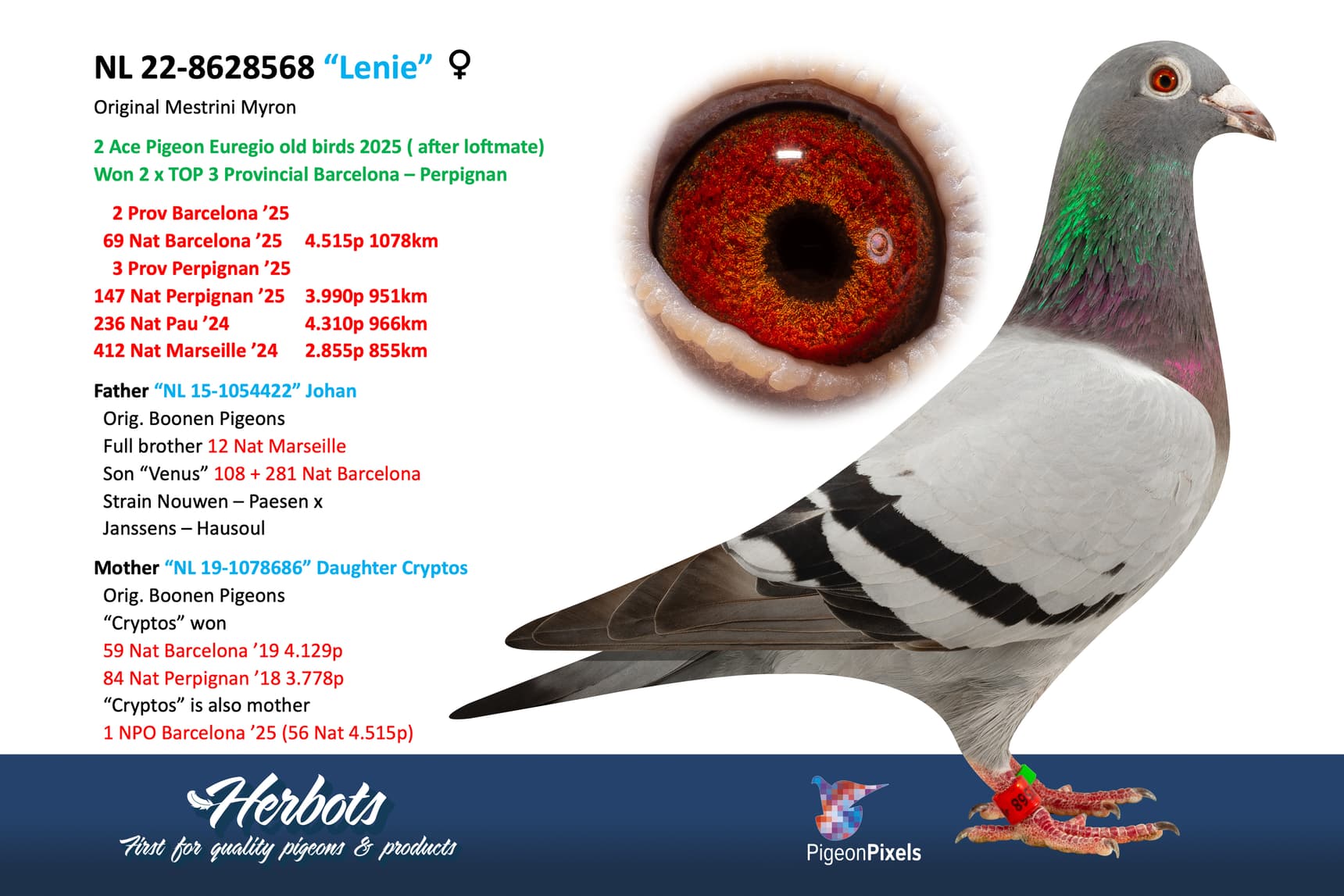 pigeon: undefined